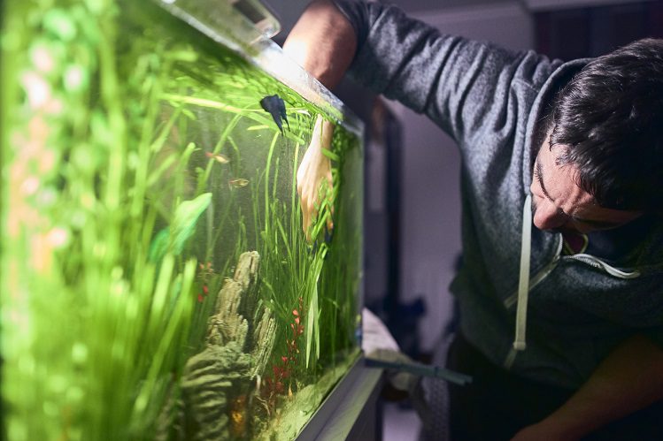 How to prepare the aquarium for the holidays?