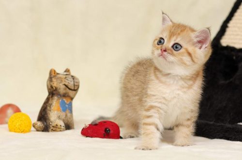 How to prepare the house for the appearance of a kitten?