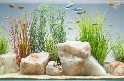 How to prepare water for an aquarium