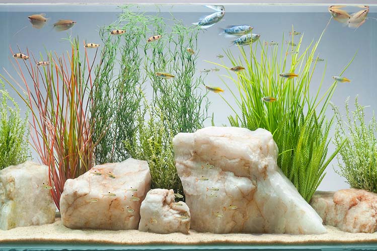 How to prepare water for an aquarium