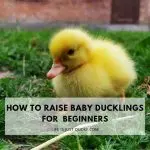 How to properly care for little ducklings, diseases and treatment