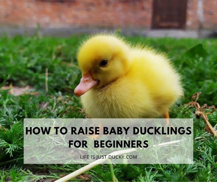 How to properly care for little ducklings, diseases and treatment