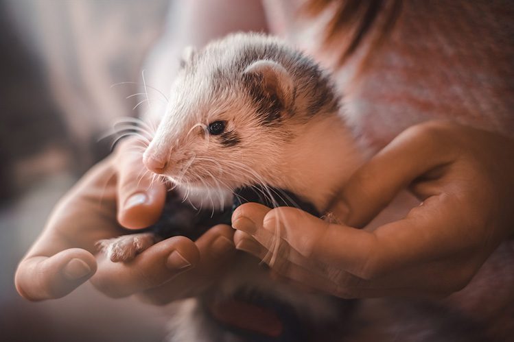 How to properly clean the ears and eyes of a ferret?