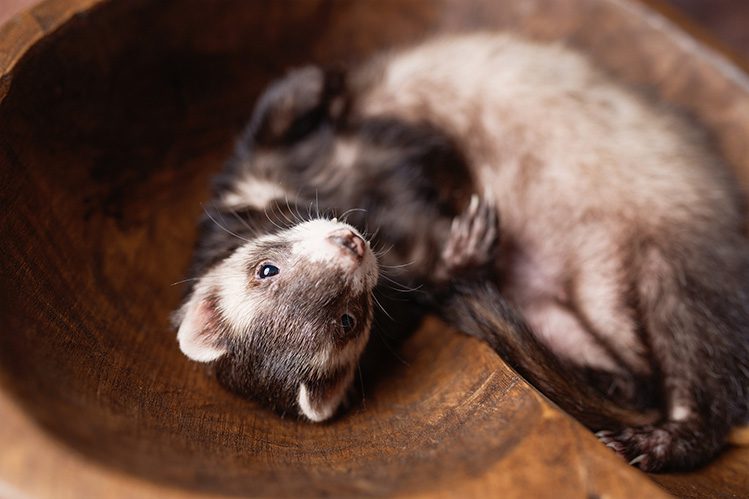 How to properly clean the ears and eyes of a ferret?