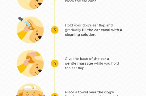 Kako pravilno očistiti uši vašeg psa