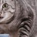 Decipher your cat&#8217;s genetic code for purr-fect health