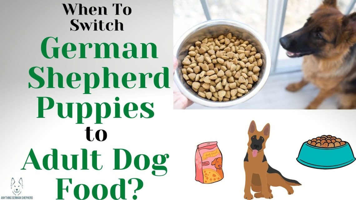 How to properly feed a German Shepherd, what should be included in the diet of puppies and adult dogs?