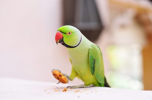 How to properly feed a parrot?