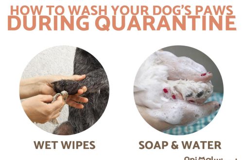 How to properly wash your dog&#8217;s paws after a walk: useful tips