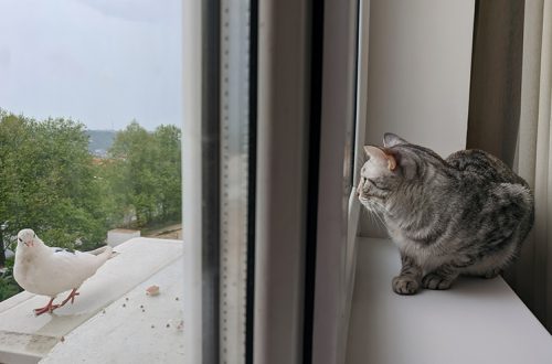 Cumu prutegge un gattu da cascà da una finestra o balcone?
