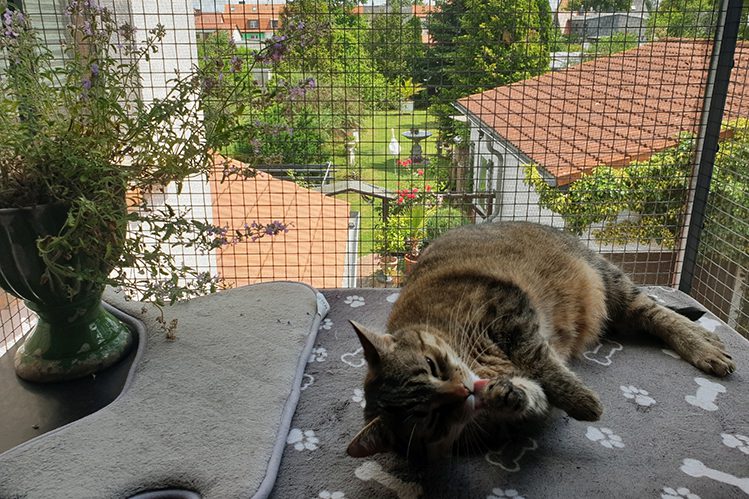 How to protect a cat from falling out of a window or balcony?