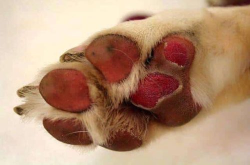 How to protect dog paws from reagents?