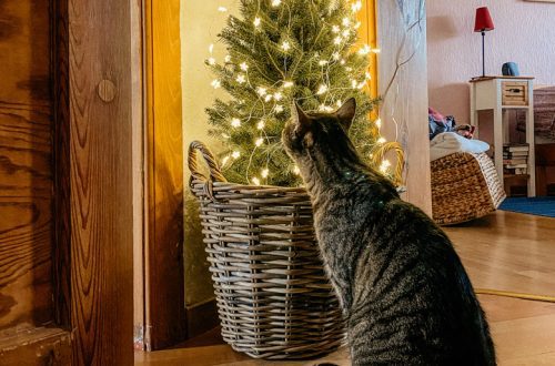 How to protect the Christmas tree from the cat and save the holiday