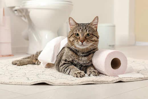 How to protect toilet paper from a cat