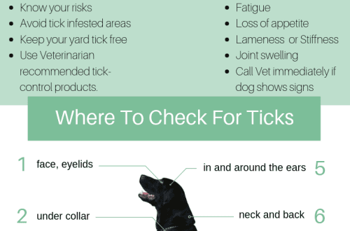 How to protect your dog from tick bites
