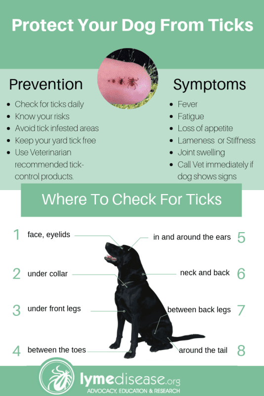 How to protect your dog from tick bites