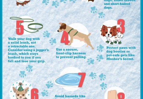 How to protect your dog in cold weather