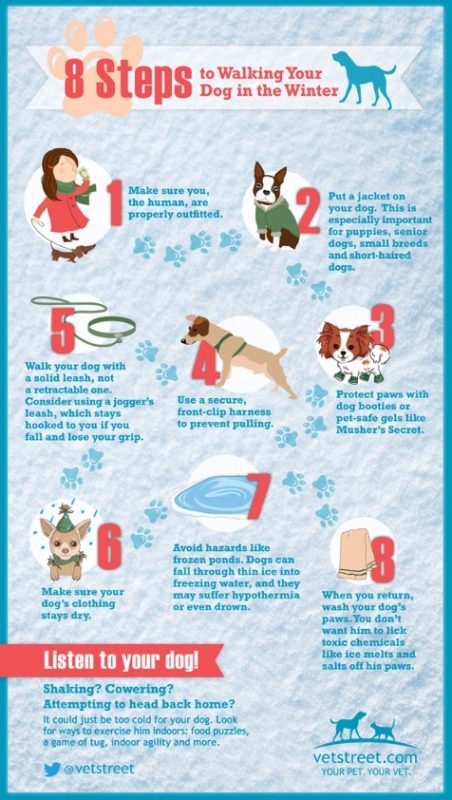 How to protect your dog in cold weather