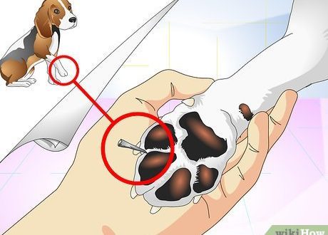 How to pull a splinter out of a dog