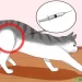 How to know if a cat is pregnant &#8211; symptoms and signs of pregnancy in a pet