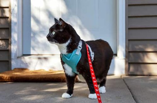 How to put on a harness on a cat