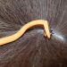 Is strabismus dangerous in cats?