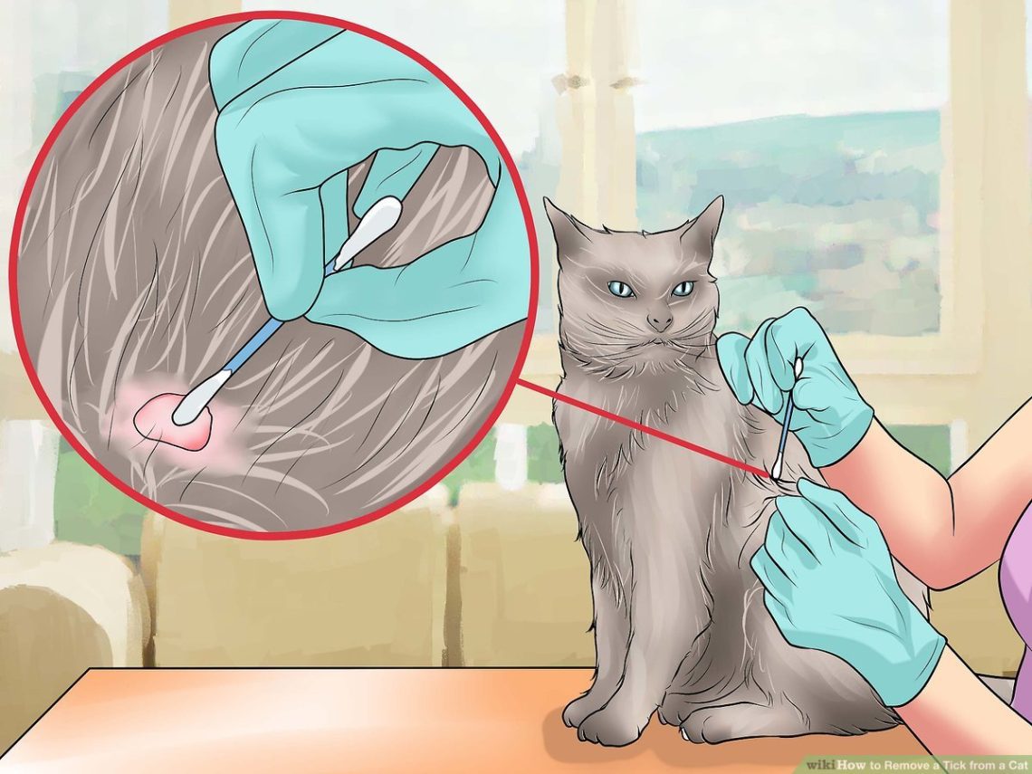 How to remove a tick from a cat and a cat with a thread, hook or tweezers