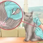 How to remove a tick from a cat and a cat with a thread, hook or tweezers