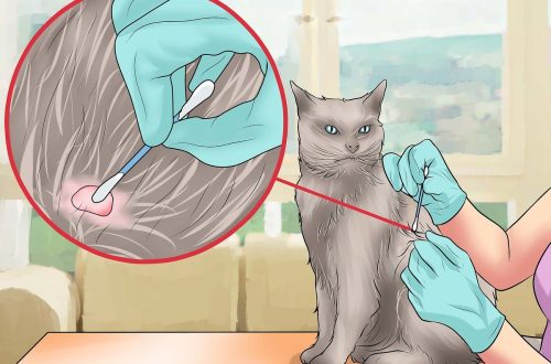 How to remove a tick from a cat and a cat with a thread, hook or tweezers