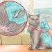 How to know if a cat is pregnant &#8211; symptoms and signs of pregnancy in a pet