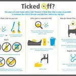 How to remove a tick from a cat or a cat: features of parasites, methods of removal, methods of protection and useful tips
