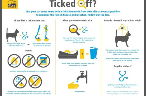 How to remove a tick from a cat or a cat: features of parasites, methods of removal, methods of protection and useful tips