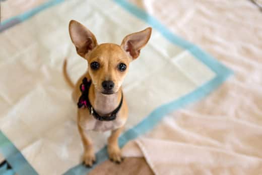 How to remove dog urine smell from carpet