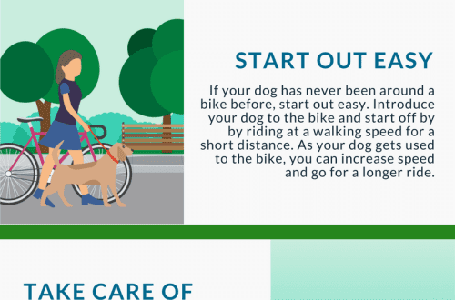 How to ride a bike with your dog: tips for a successful ride