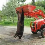 How to slaughter a pig: prepare the animal for slaughter, bleed and butcher the carcass