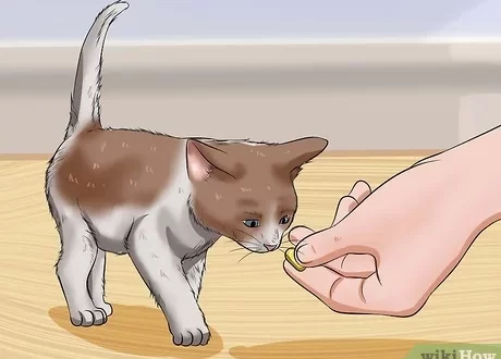 How to start training a kitten?