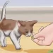 Easy cat training at home