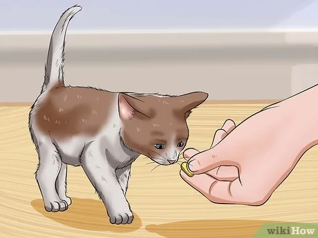 How to start training a kitten?