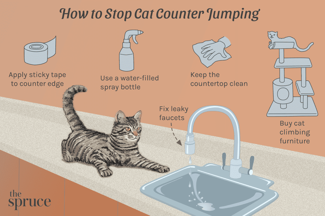How to stop a cat from jumping on a table