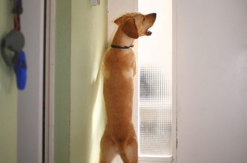 How to stop a dog from barking at a door