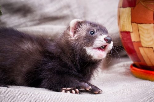 How to stop a ferret from biting?