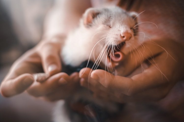 How to stop a ferret from biting?