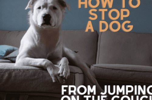 How to stop your dog from jumping on people and furniture