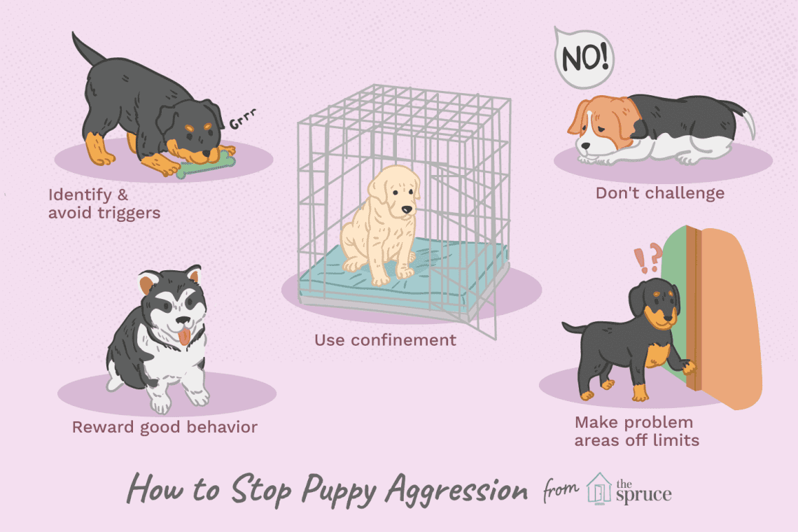 How to stop your puppy&#8217;s aggressive behavior