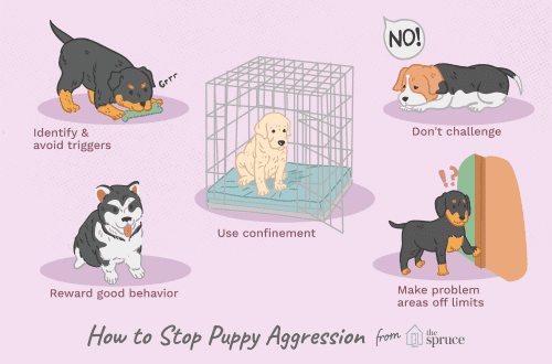 How to stop your puppy&#8217;s aggressive behavior