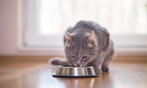 How to switch your cat to old cat food