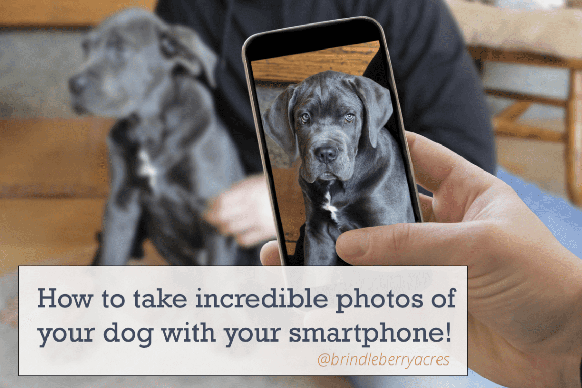 How to take beautiful photos of your dog?
