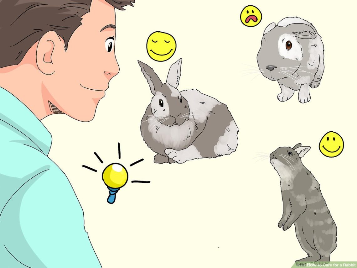 How to take care of rabbits at home