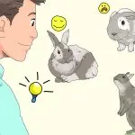 How to take care of rabbits at home