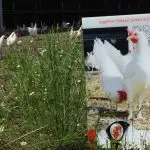 How to take good care of white laying hens and help them achieve their best performance